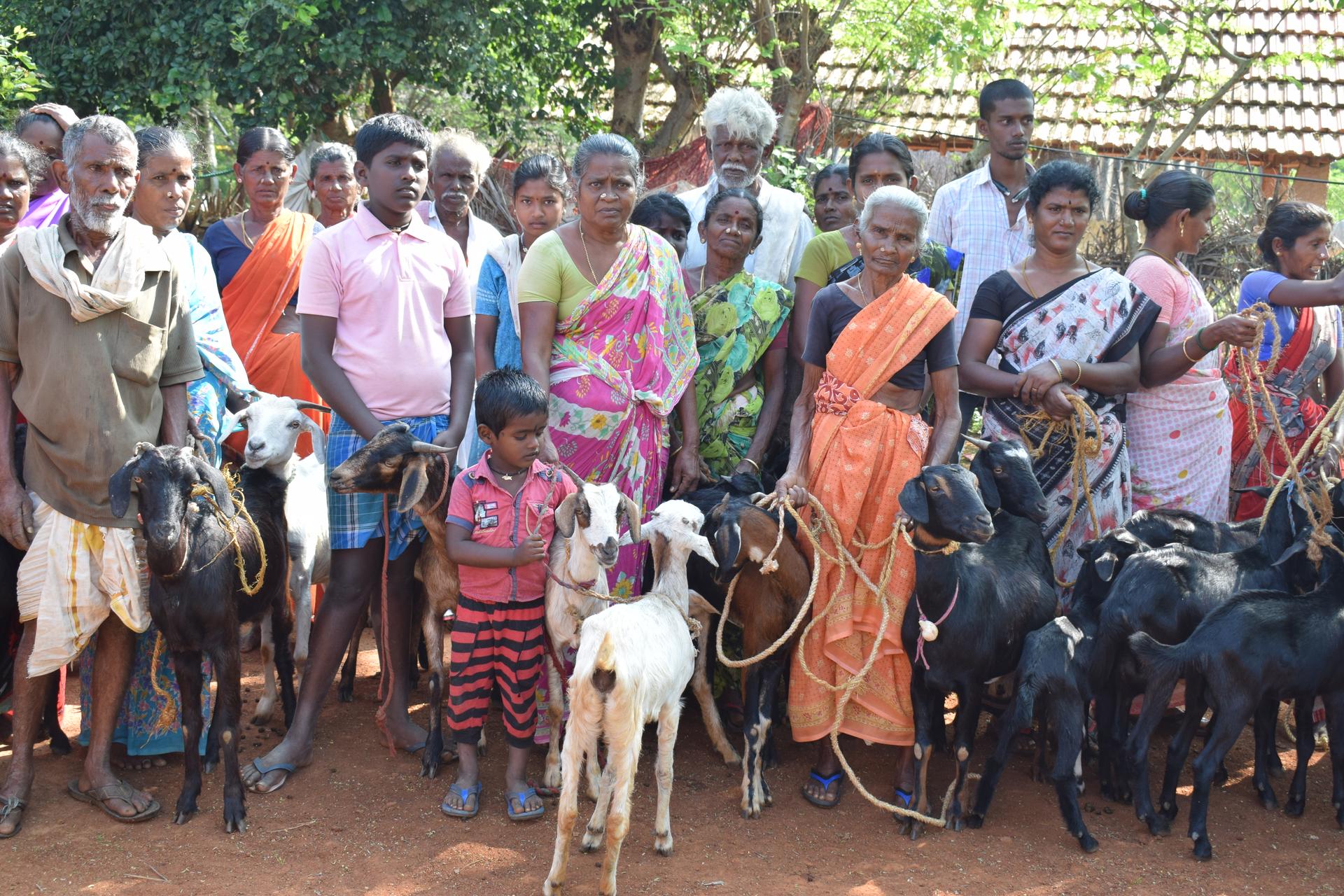 Goat Program image 2