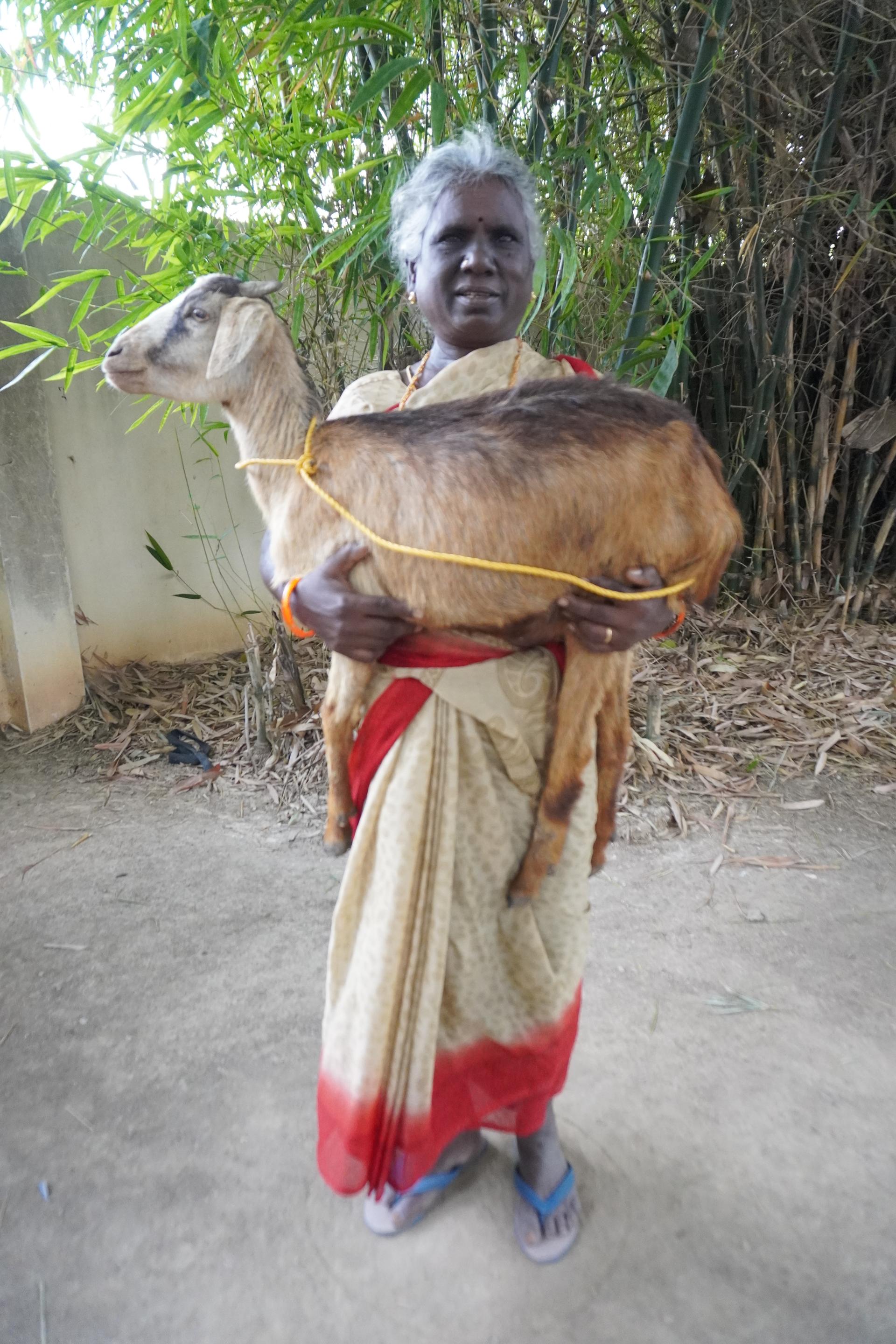 Goat Program image 4