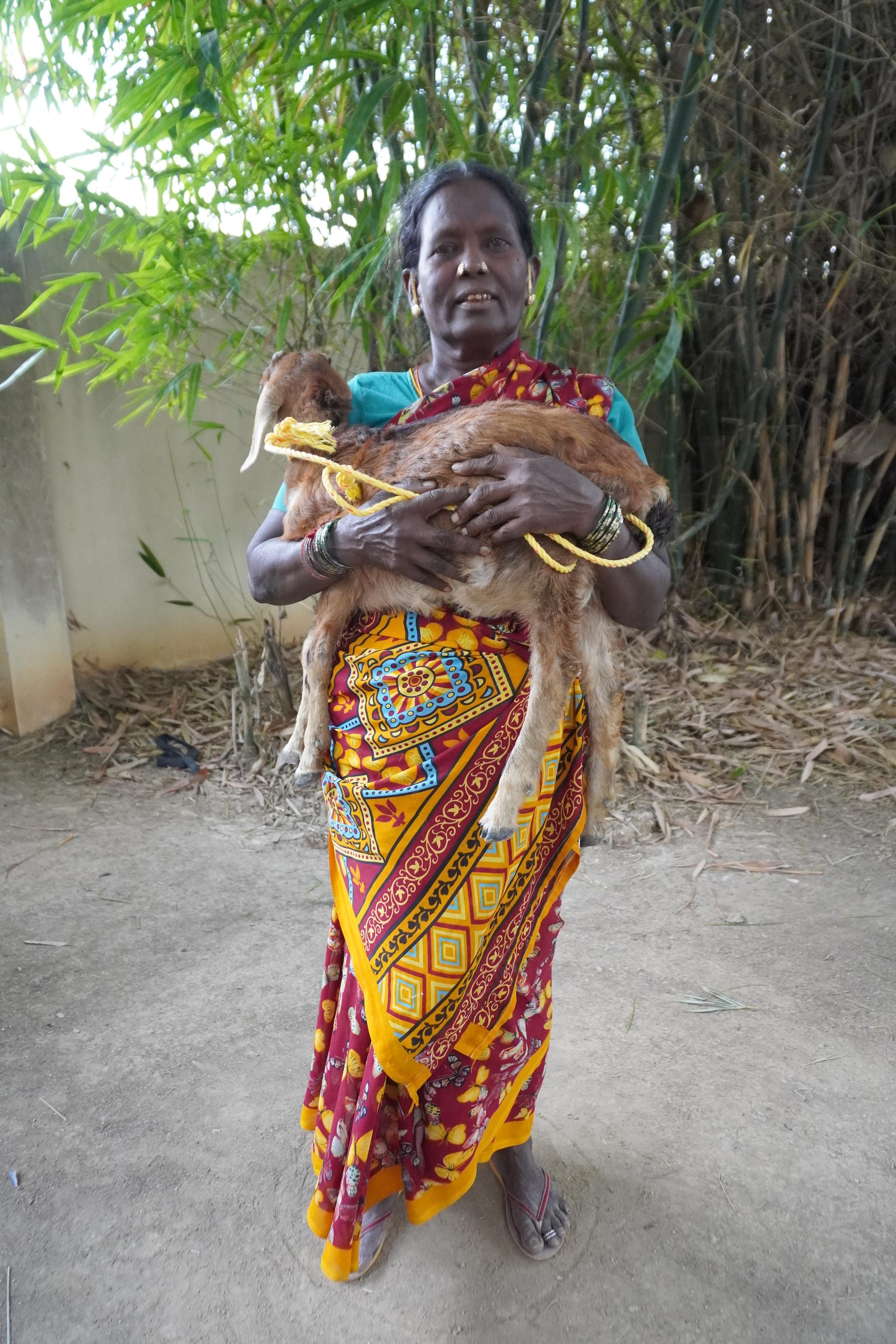 Goat Program image 5