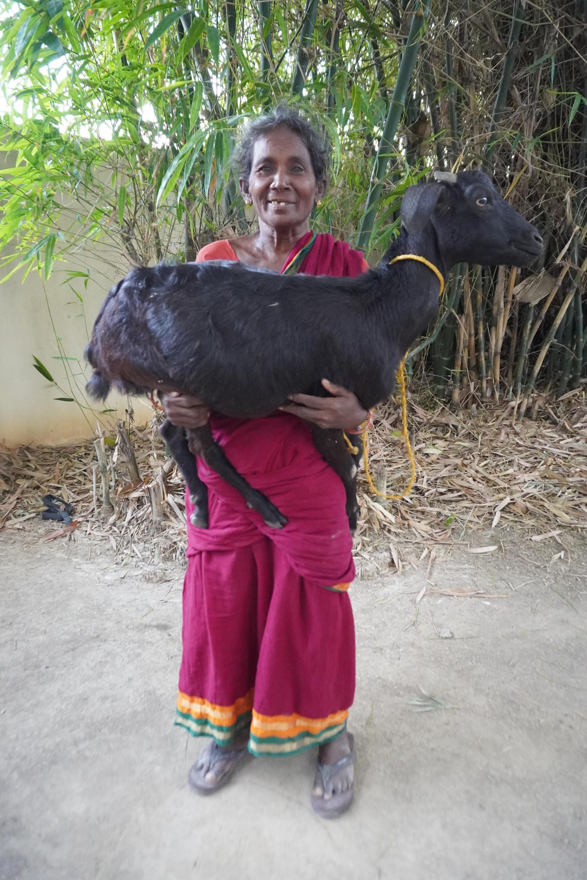 Goat Program image 6