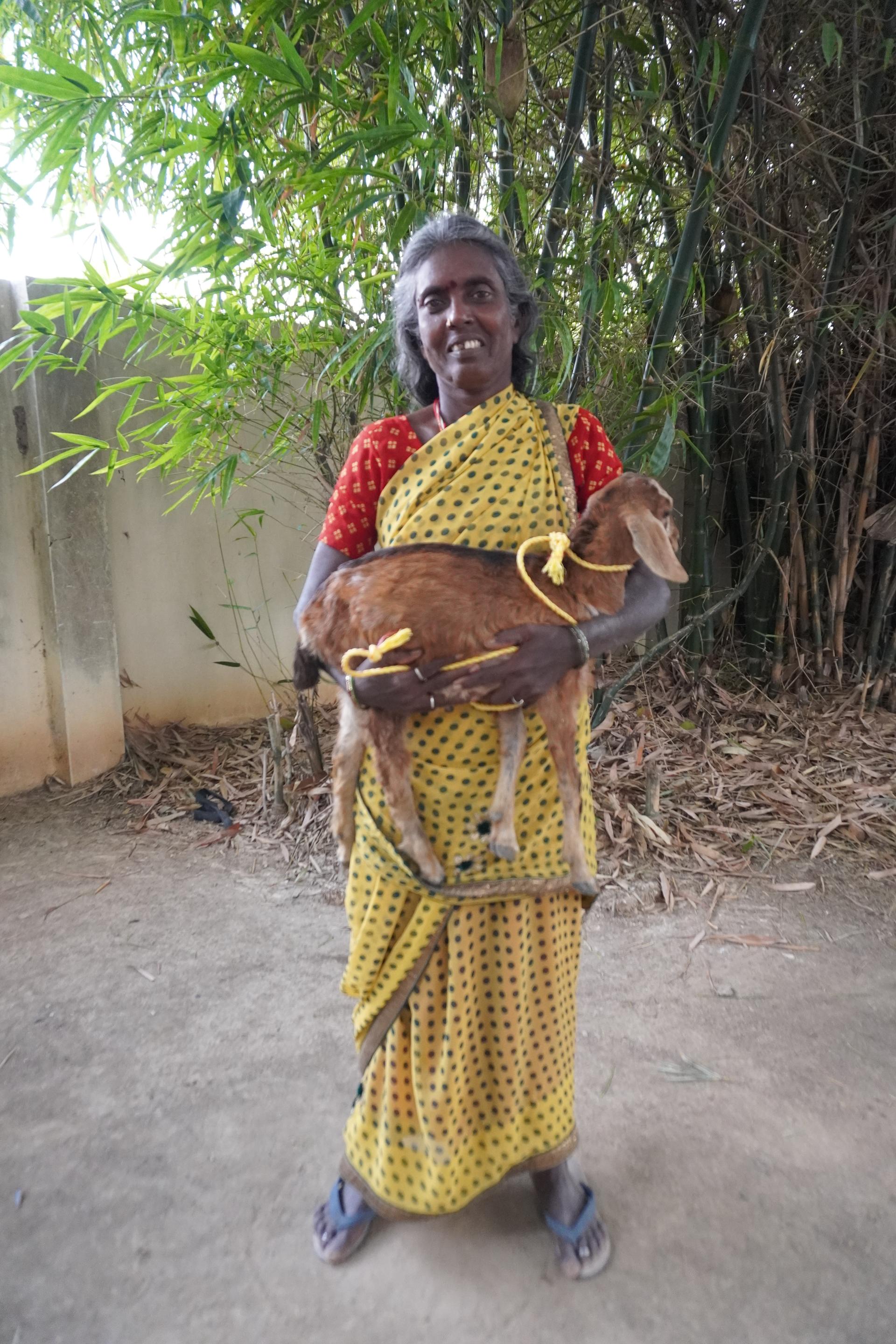 Goat Program image 10