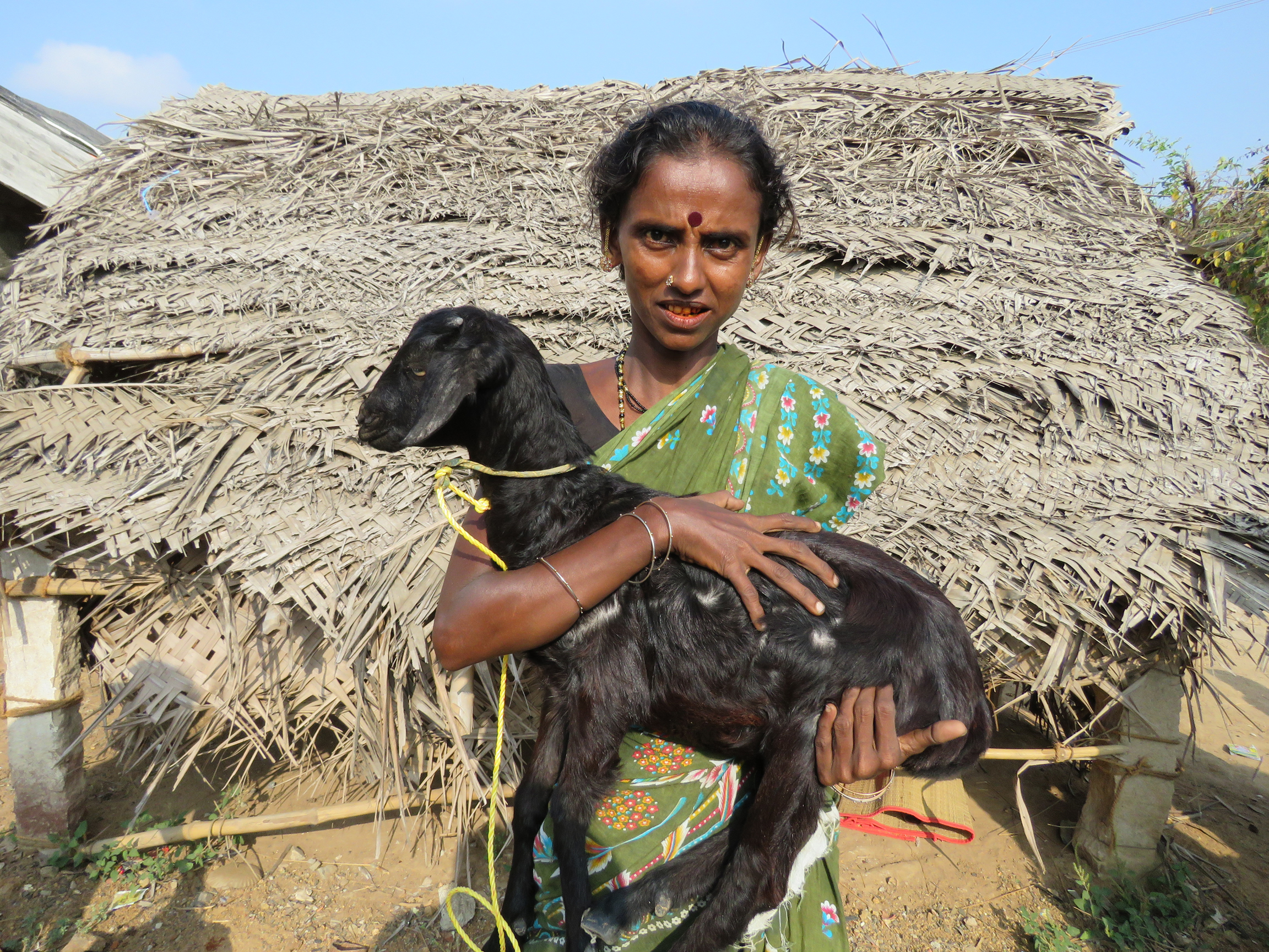 Goat Program image 11
