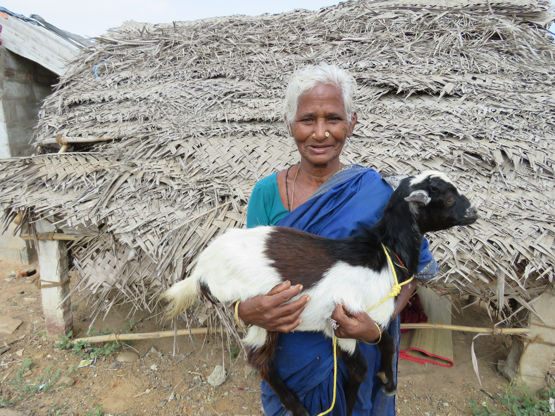 Goat Program image 13